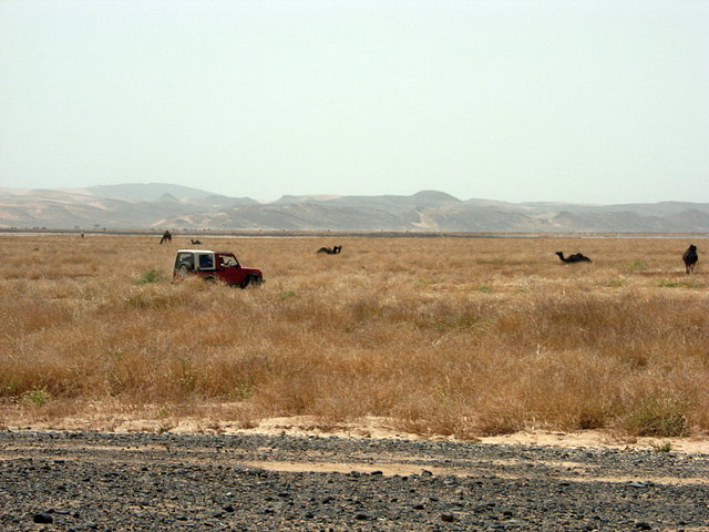 Entre Camellos