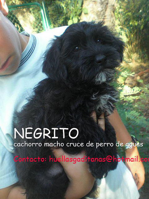 NEGRITO cachorrito adoptado