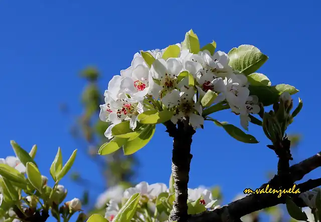 08, tallos de flores3