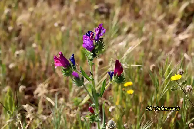 10, flores en el pasto, marca