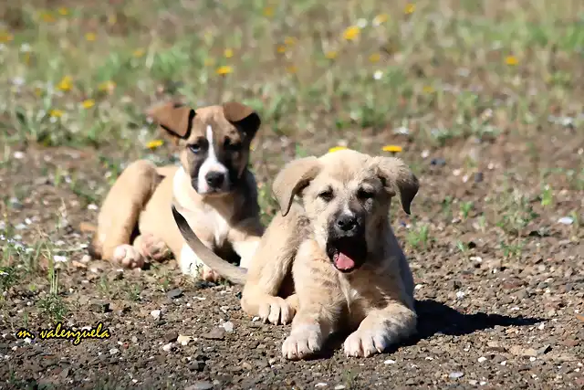 05, cachorros de mastn, marca