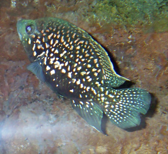 Paratilapia polleni (8-7-12 Acuario Fluvial de Zaragoza) Paratilapia polleni (8-7-12 Acuario Fluvial de Zaragoza)