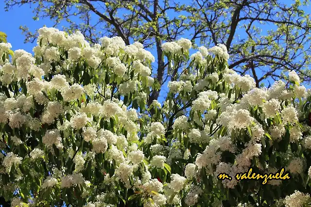 06, flores en el parque, marca 2