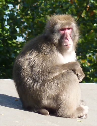 Macaca fuscata 1 (24-9-18 Artis) Macaca fuscata 1 (24-9-18 Artis)