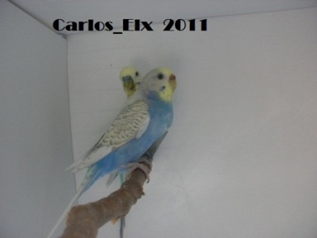 los papis 21-6-2011