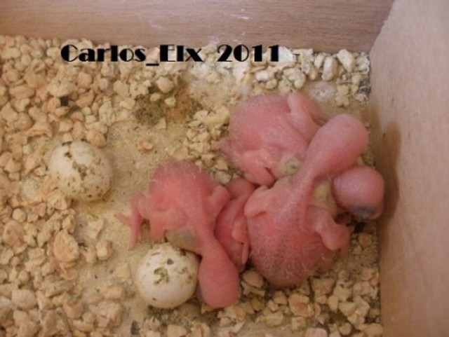 los pollos 21-6-2011