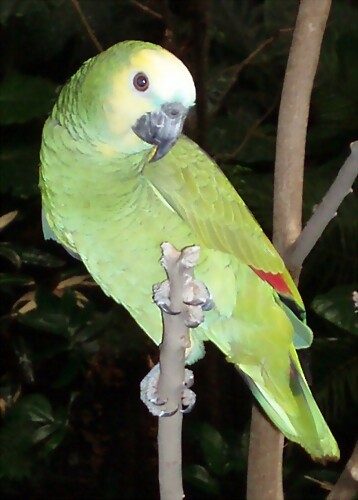 Amazona aestiva 2 Amazona aestiva 2