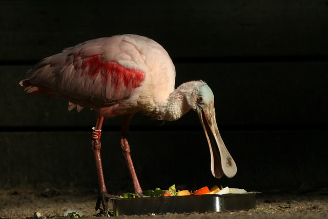 Zoo de Barcelona 08-01-2011 335 Zoo de Barcelona 08-01-2011 335