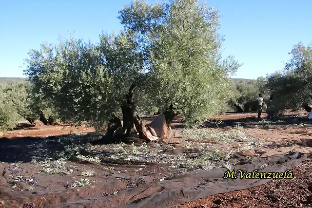 05, llano semilla 5, marca