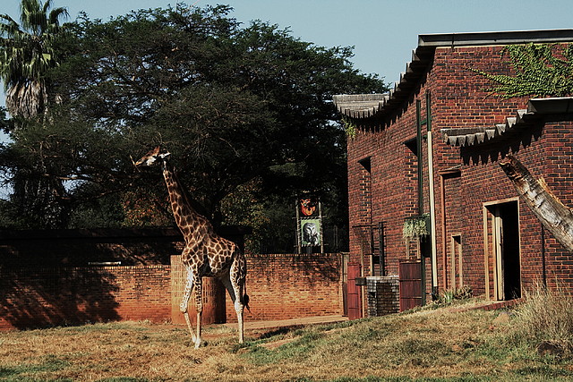 Kgaswane Mountain Reserve 19-04-09 & National Zoological Gardens 170