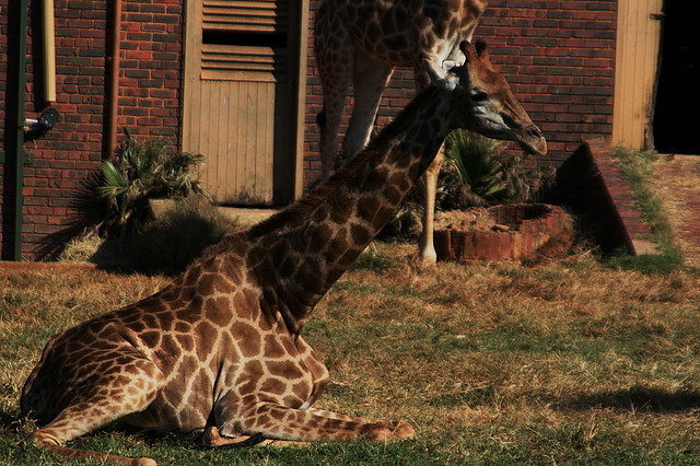 Kgaswane Mountain Reserve 19-04-09 & National Zoological Gardens 177