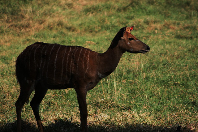 Kgaswane Mountain Reserve 19-04-09 & National Zoological Gardens 175