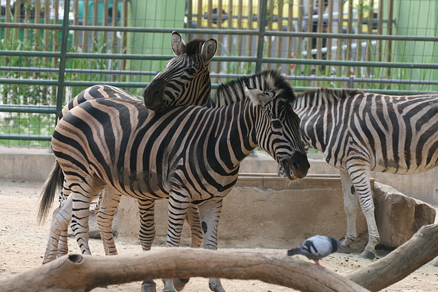 Zoo de Barcelona 339