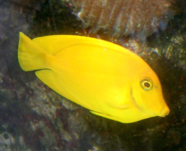 Acanthurus pyroferus Acanthurus pyroferus