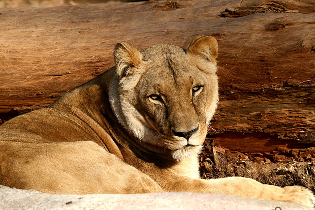 Zoo de Barcelona 08-01-2011 112 Zoo de Barcelona 08-01-2011 112