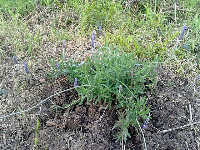 lavanda