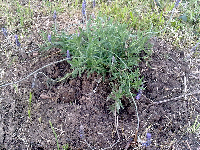 lavanda1