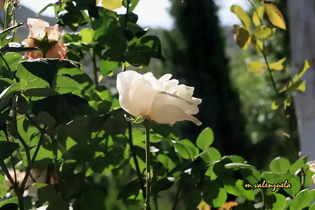 17, rosa superviviente, marca