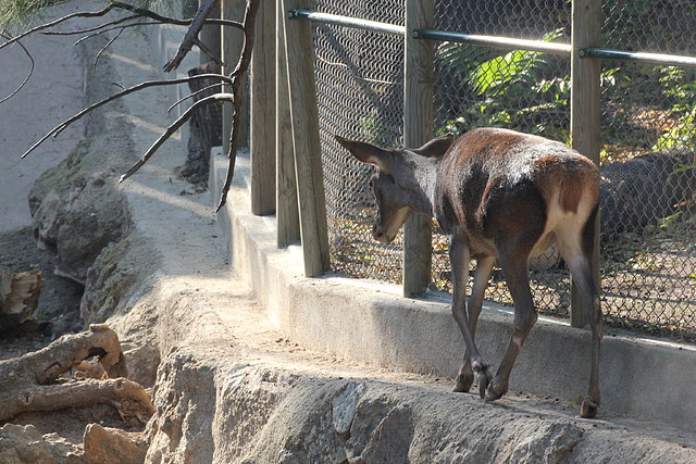 Zoo de Barcelona 16-10-11 131