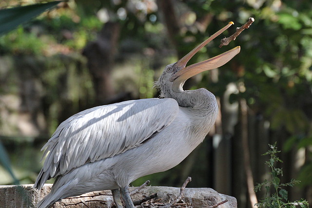Zoo de Barcelona 16-10-11 003