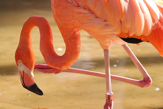 Zoo de Barcelona 16-10-11 014