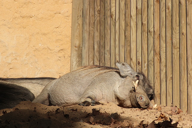 Zoo de Barcelona 16-10-11 073 Zoo de Barcelona 16-10-11 073