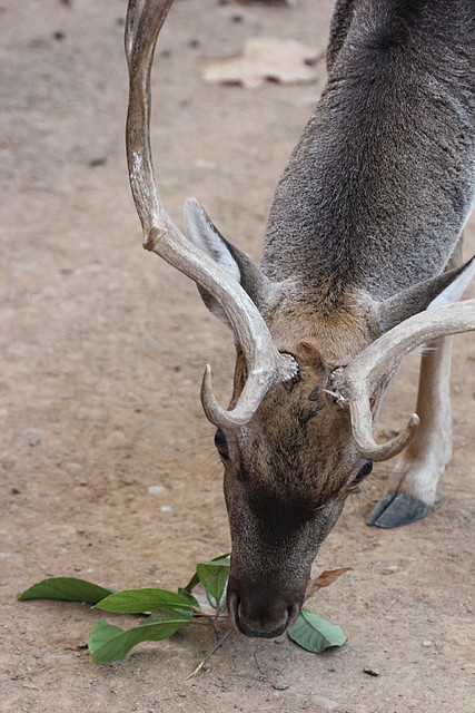 Zoo de Barcelona 16-10-11 179