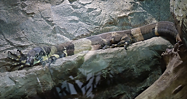 Varanus varius 'Bell's phase' (17-9-21 Haus des Meeres) Varanus varius 'Bell's phase' (17-9-21 Haus des Meeres)