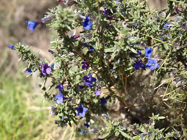 Murajes (Anagallis arvensis arvensis)