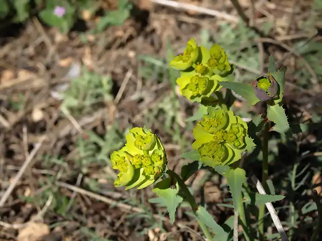 Euphorbia pubescens