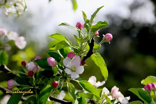 09, cerezo en flor, marca