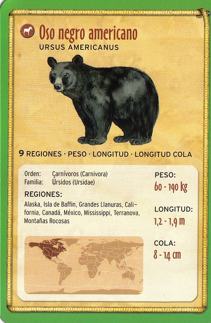 oso negro americano