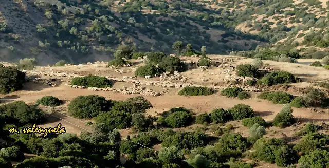 18, LAS OVEJAS CAMINO DEL RO 2, MARCA