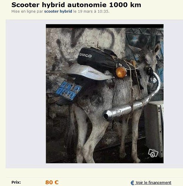 burro escape burro escape