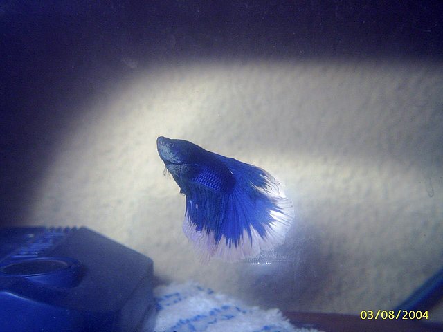 betta02