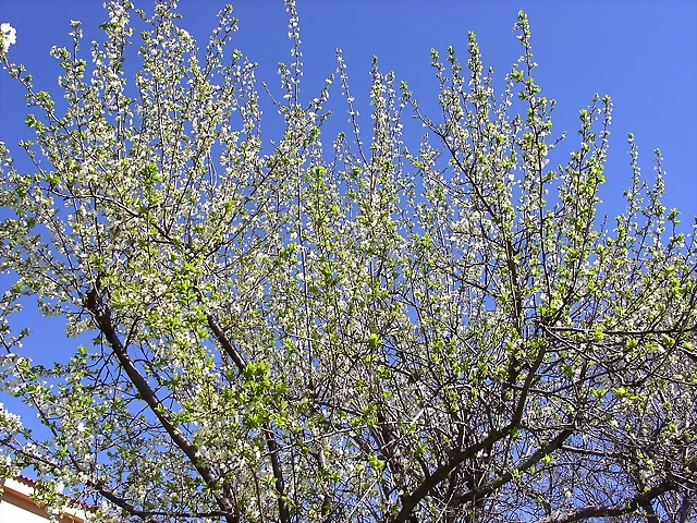 Navafría: primavera verano 2006 8