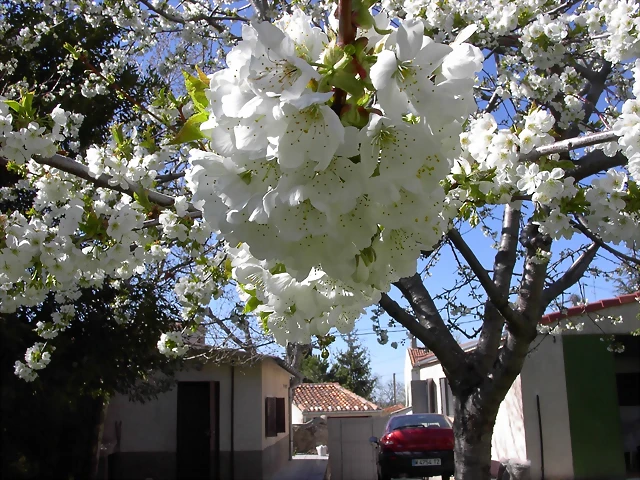 Navafría: primavera verano 2006 26