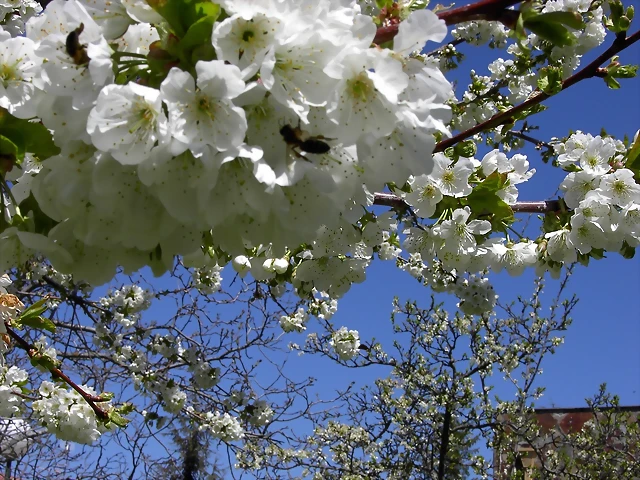 Navafría: primavera verano 2006 13