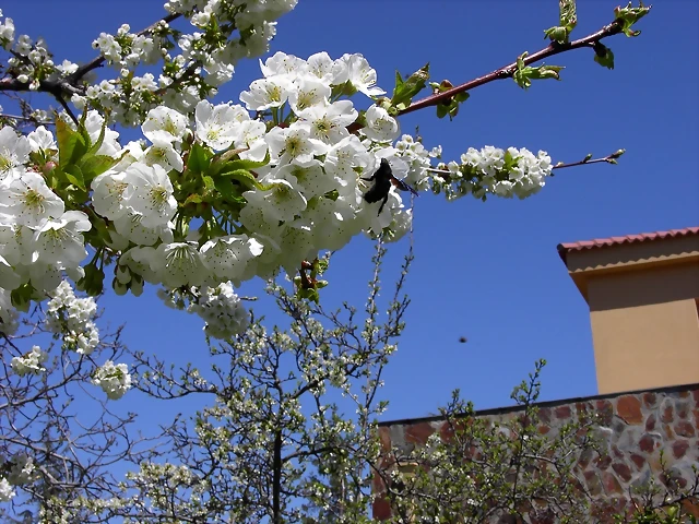 Navafría: primavera verano 2006 16