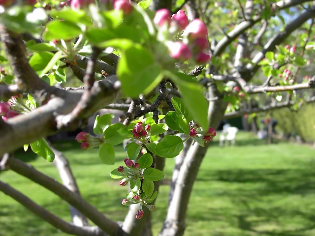 Navafría: primavera verano 2006 38