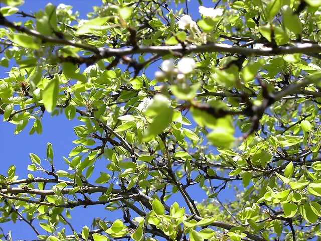 Navafría: primavera verano 2006 12