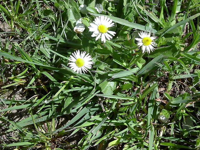 Navafría: primavera verano 2006 22