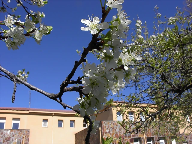 Navafría: primavera verano 2006 27