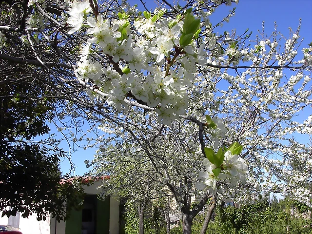 Navafría: primavera verano 2006 28