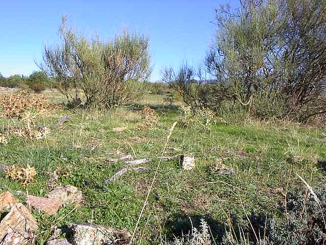 Campo en agosto 2