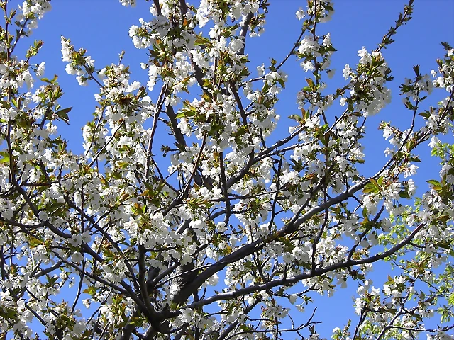 Navafría: primavera verano 2006 3