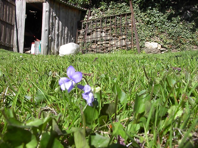 Navafría: primavera verano 2006 33