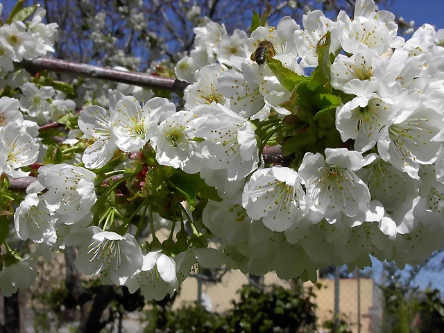 Navafría: primavera verano 2006 15