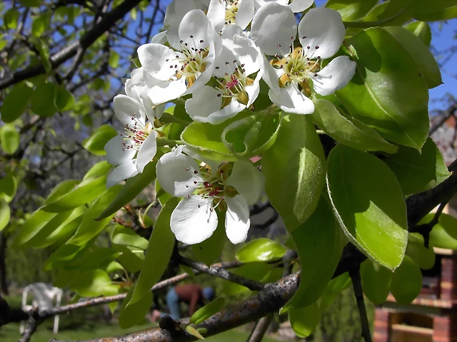 Navafría: primavera verano 2006 24