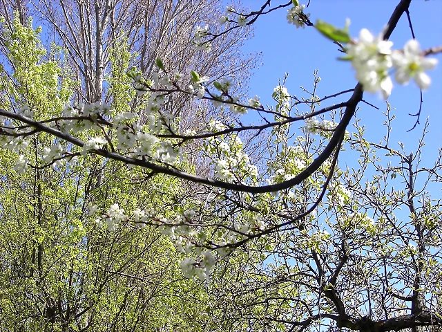 Navafría: primavera verano 2006 9